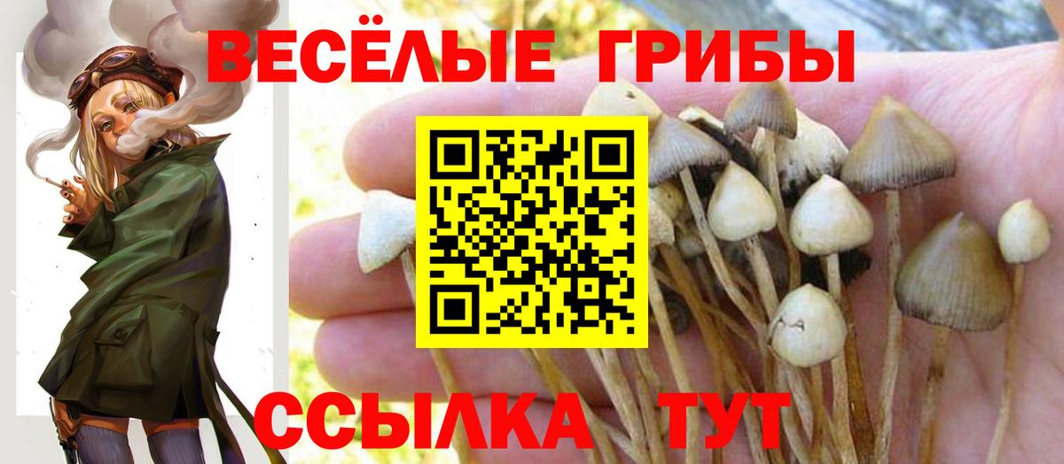 Псилоцибиновые грибы Psilocybe Пенза
